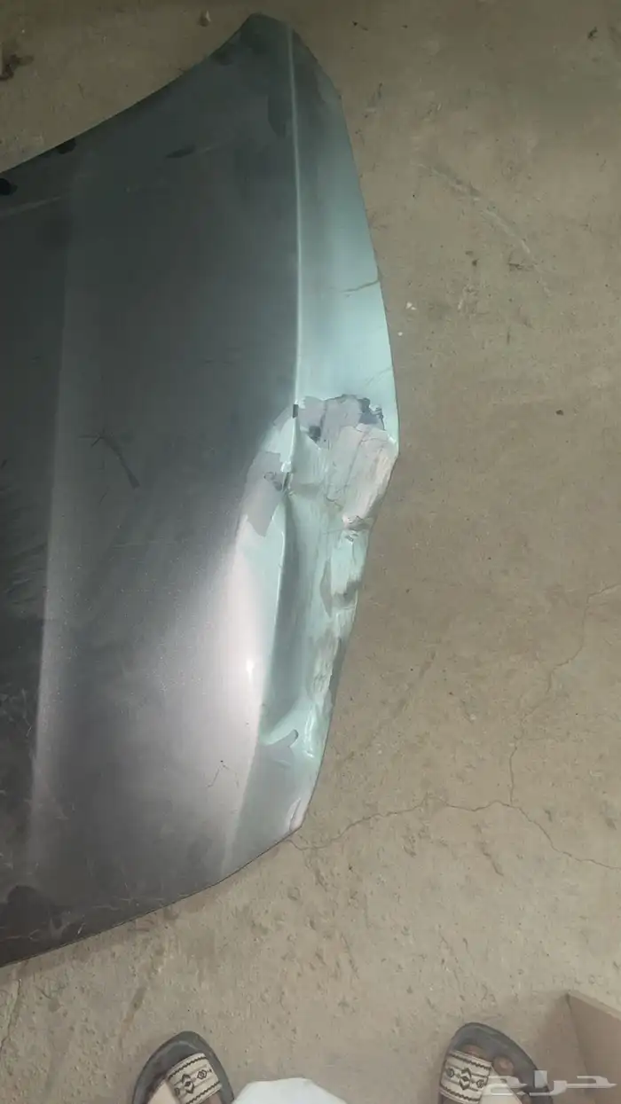 كبوت كادنزا16 1