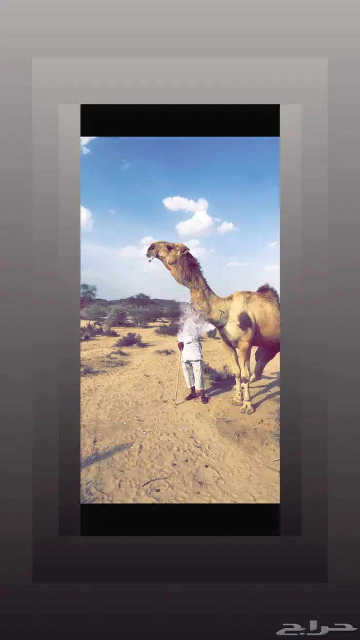 عقابي على عقاب الجليدي للبيع فحل تام 0