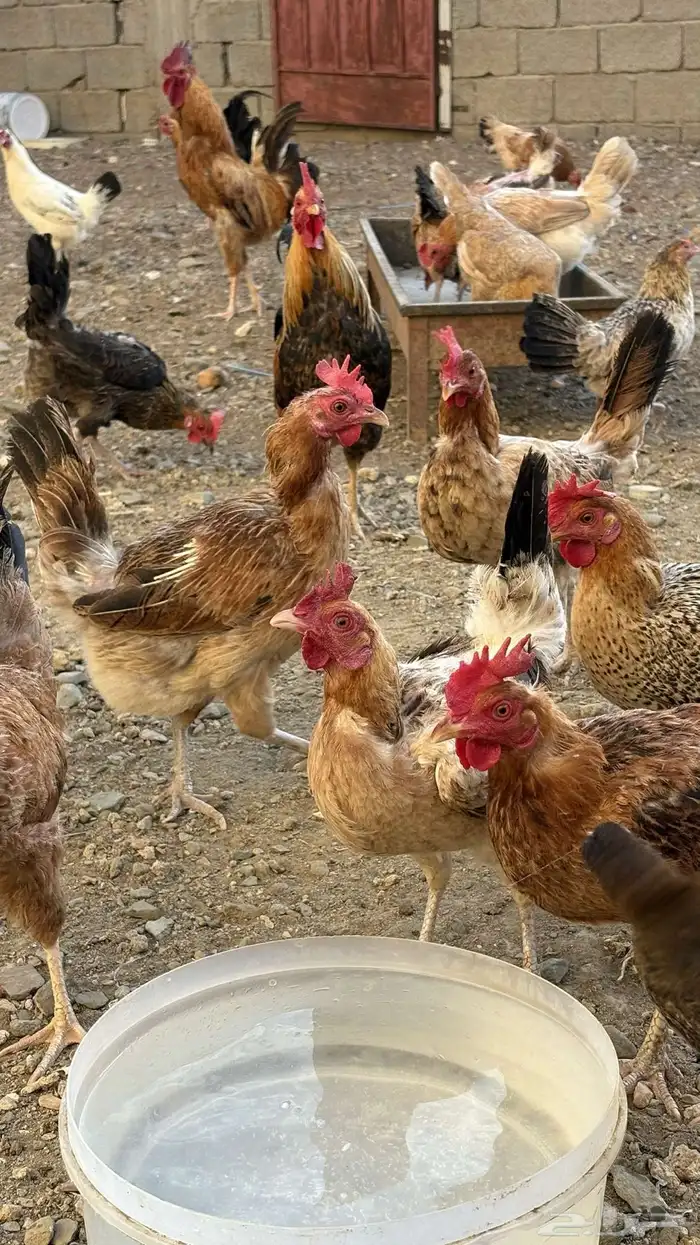 دجاج بلدي للبيع 11
