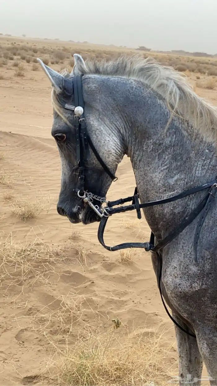 خيل عربي 0
