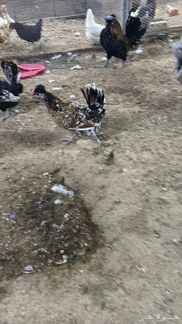 دجاج كويتي حباحب مشكل 14