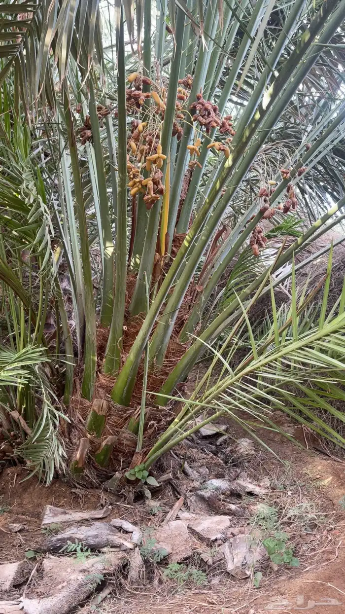 نخل مثمر بجميع أنواعه اخلاص برحي سكري مجدول وجميع انواع الن 11