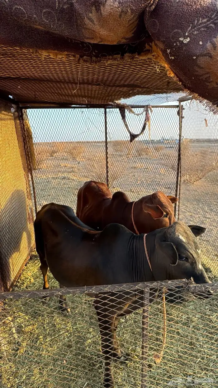 حسلان العدد 2 والبيع سمح 0