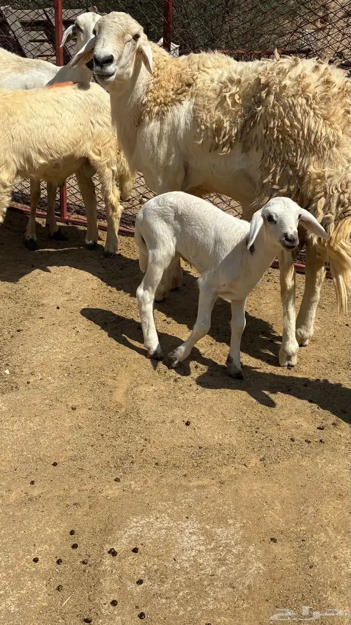 خروف فحل حري 0