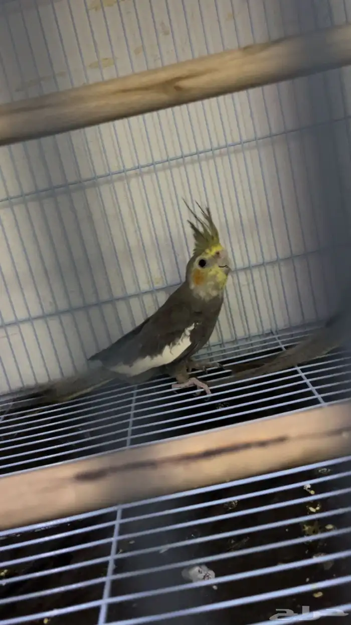 بغبغاء كروان 0