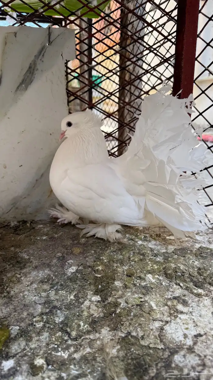 حمام رقاص للبيع ( بالليث ) 1