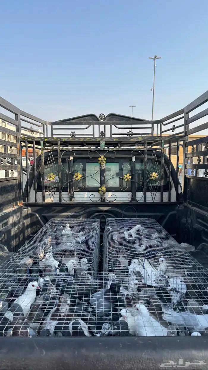 حمام فرنسي   زاجل 0