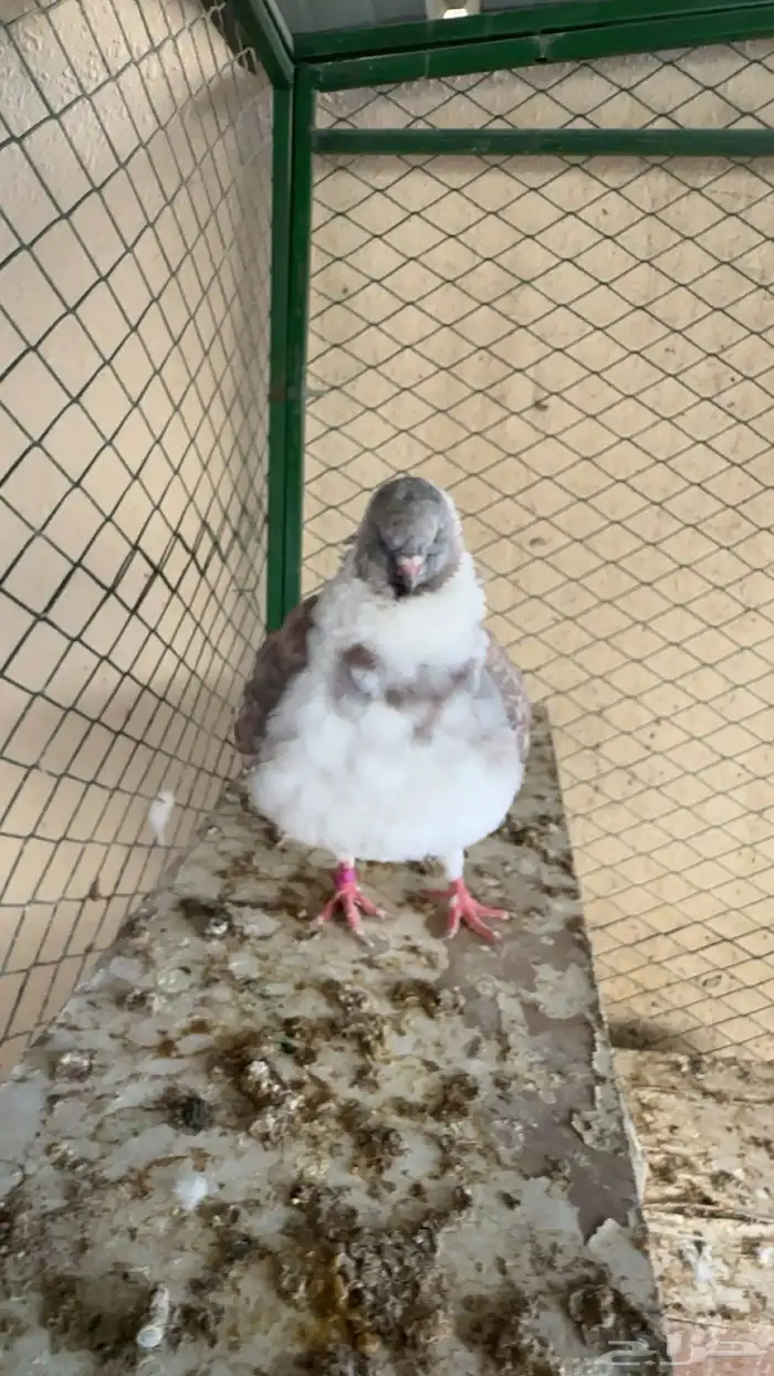 اجواز كنوق فاخرر 4