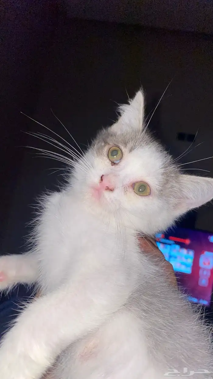 كتن للتبني سكوتش 6