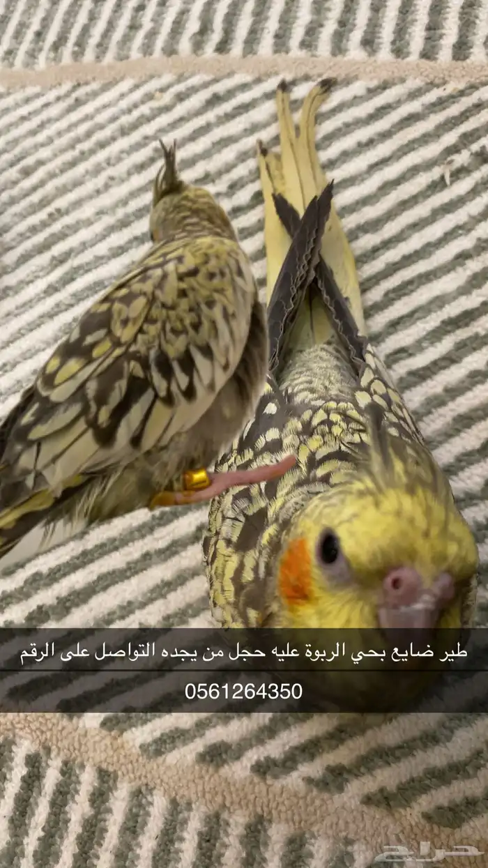 طير ضايع حي الربوة 0