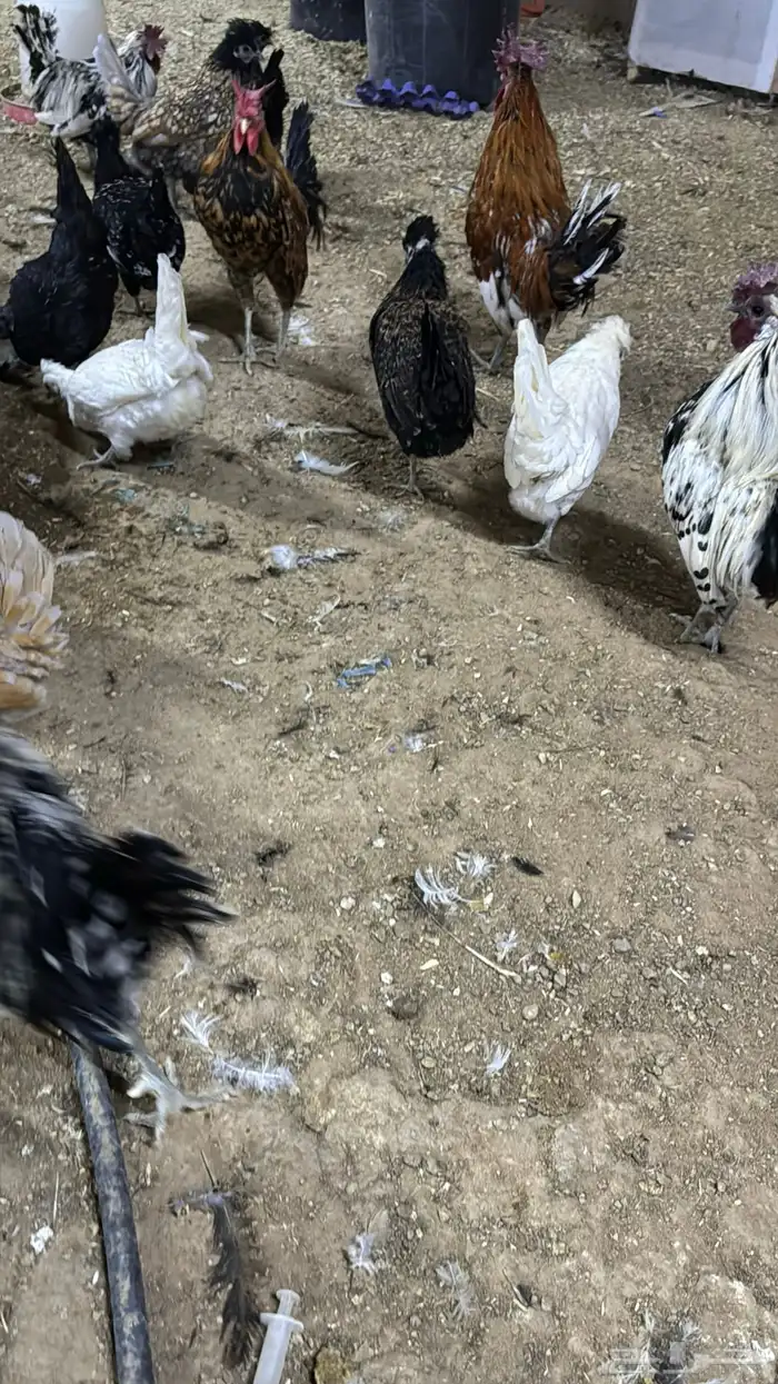 دجاج كويتي حباحب مشكل 81