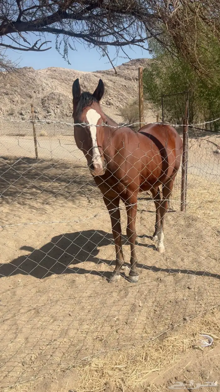 البيع حصان شعبي 3