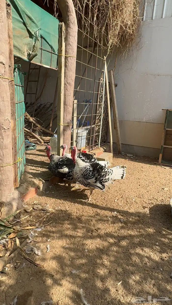 دجاج رومي فراشة 3