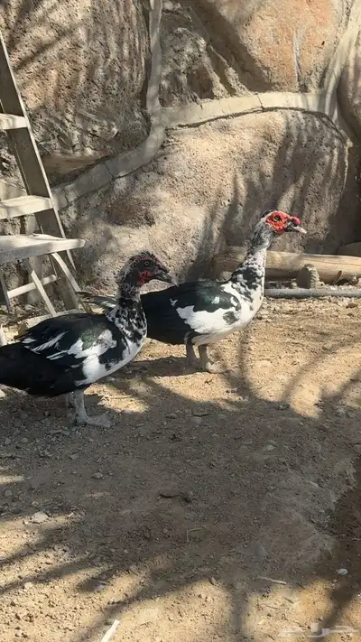 زوج وز   بط للبيع index