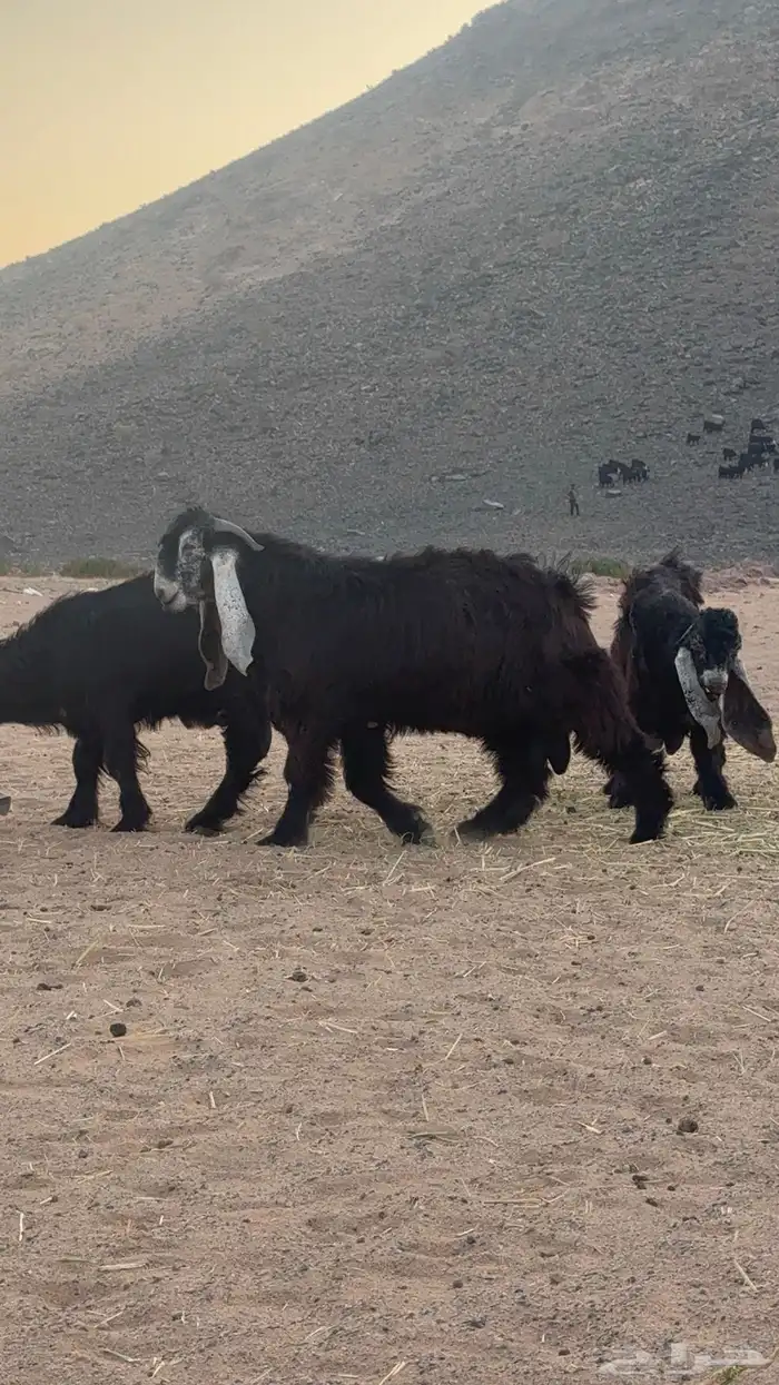 تيوس عوارض _مشاريع فحول 3