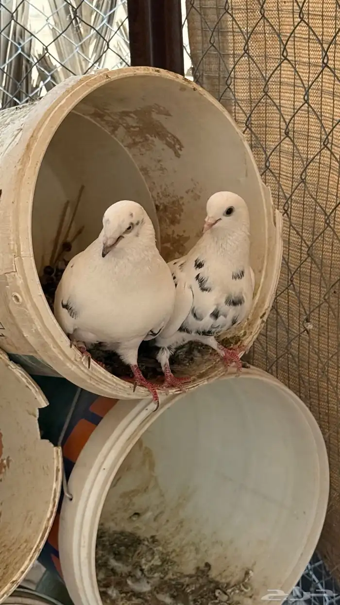 حمام قطيفي قلابي 8