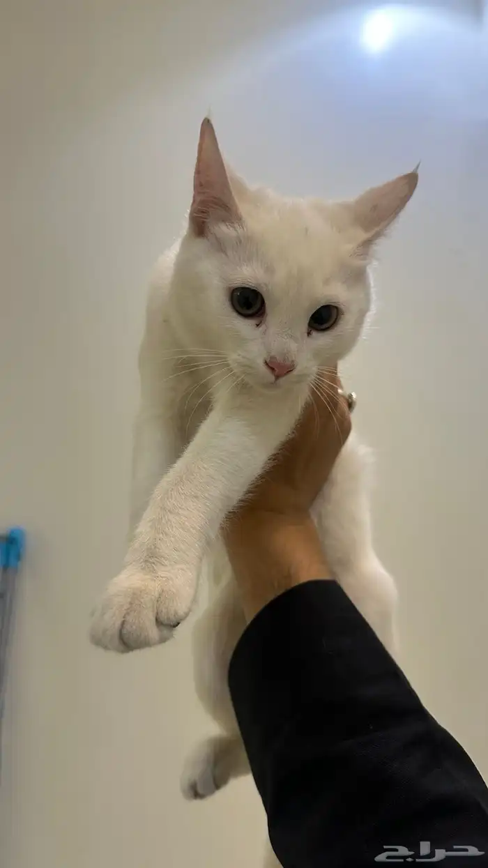 للبيع قطط شيرازي 4