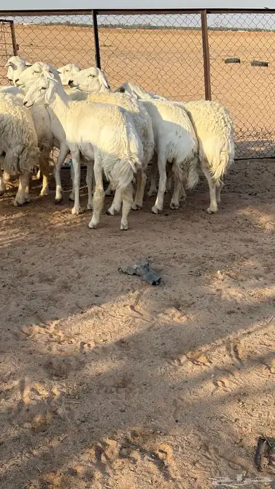 حريات حرش مضاريع index