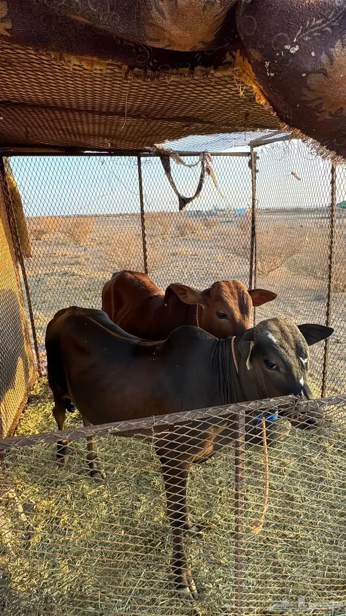 حسلان العدد 2 والبيع سمح 1