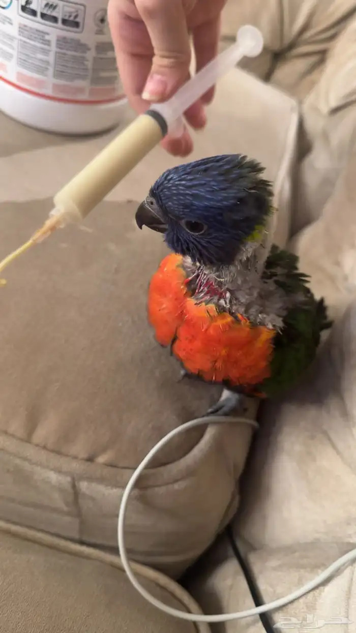 فرخ ببغاء اللوري رينبو حجم جامبو تم البيع 0