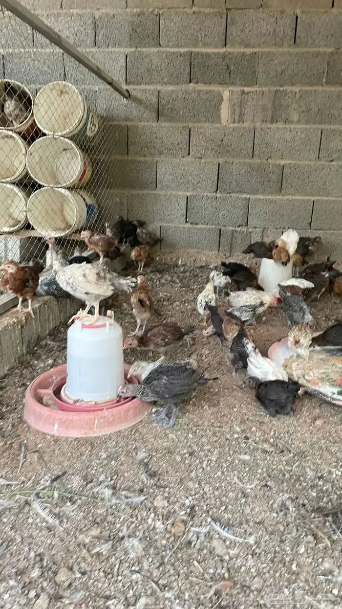 فروخ بلدي وفيومي عمر شهرين 7