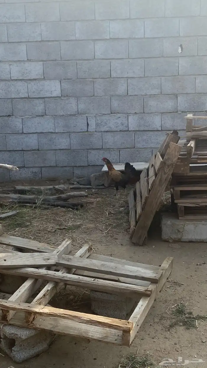 دجاج للبيع 3