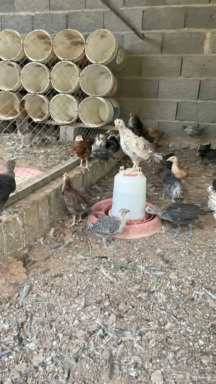 فروخ بلدي وفيومي عمر شهرين 15