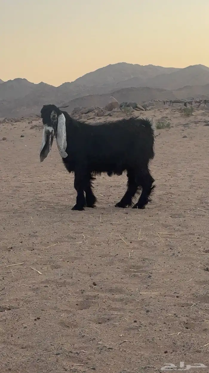 تيوس عوارض _مشاريع فحول 2