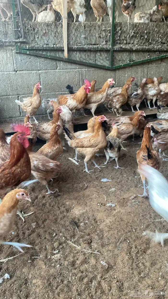 chickens 1500 pieces 2