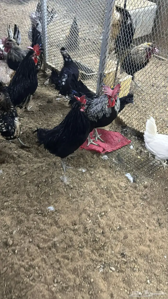 دجاج كويتي حباحب مشكل 72