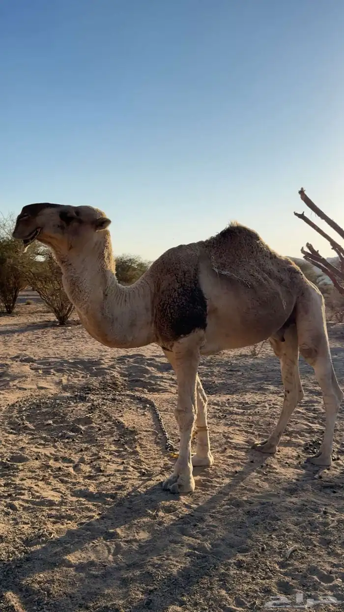 بعير البيع عل جميع اشروط 2