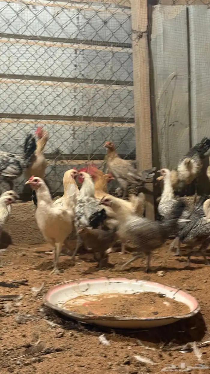 دجاج للبيع 5