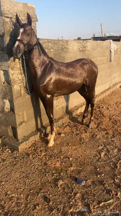 مهره للبيع index