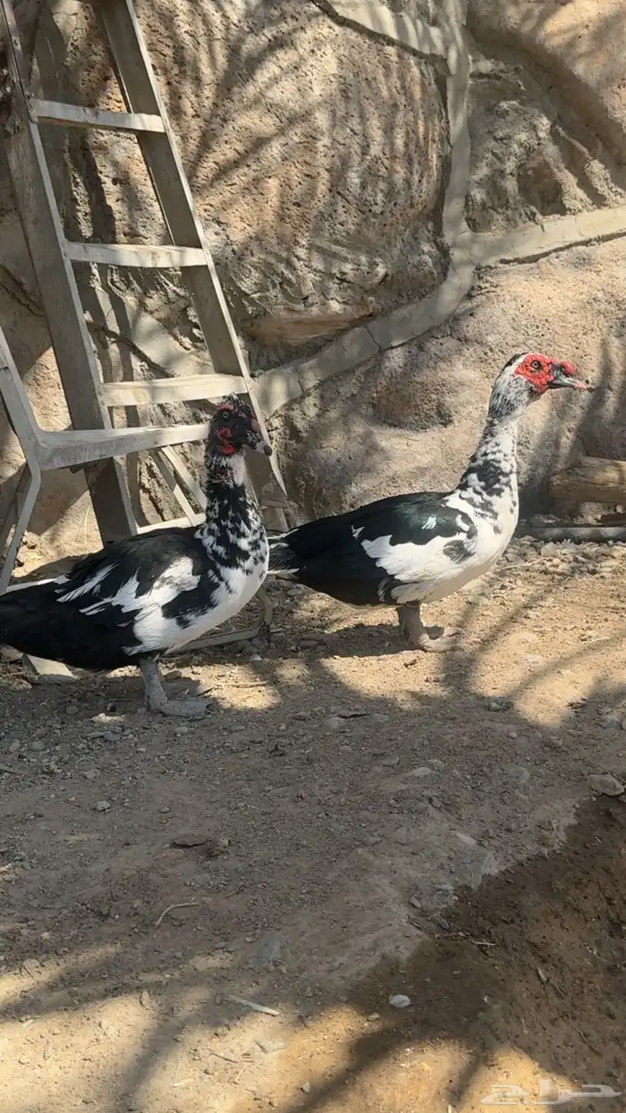 زوج وز   بط للبيع 7