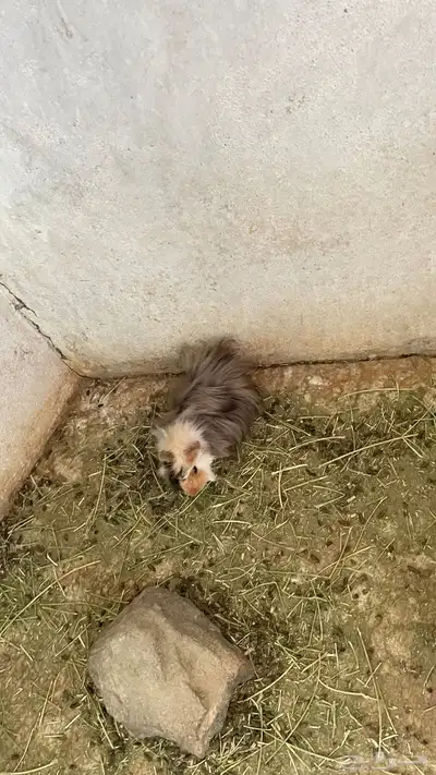 وبران بلدي و أمريكي index