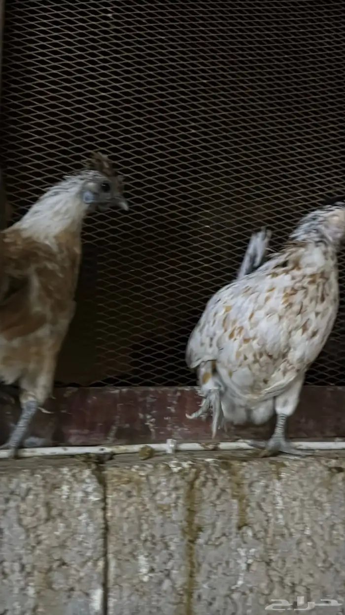 دجاج كويتي حباحب مشكل 8