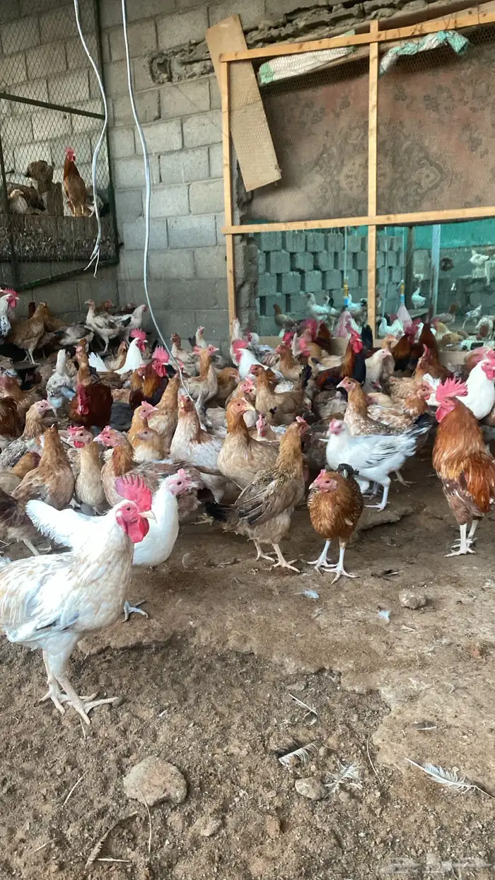 chickens 1500 pieces 17