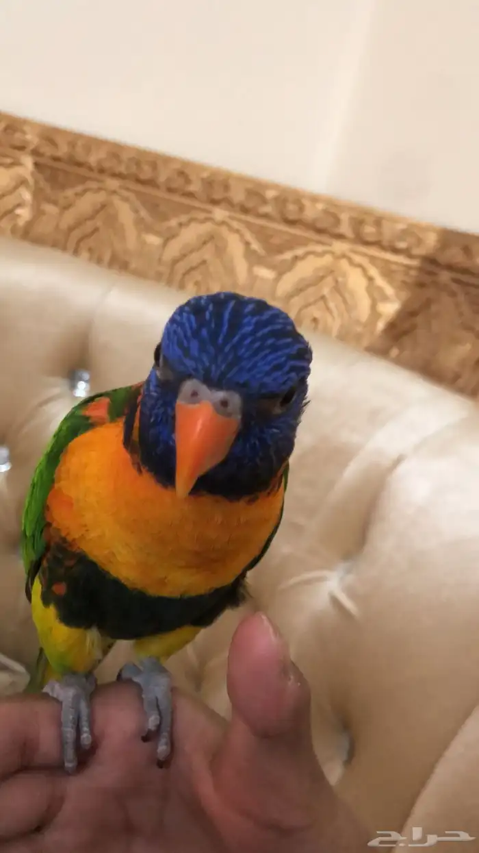 ببغاء لوري اليف 2