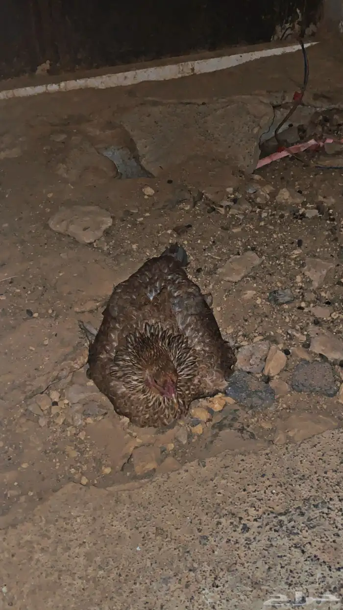 دجاج براهمه 0