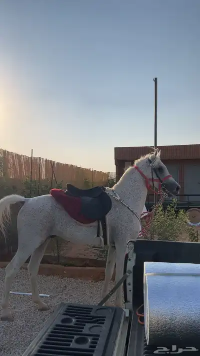 حصان واهو مصري index