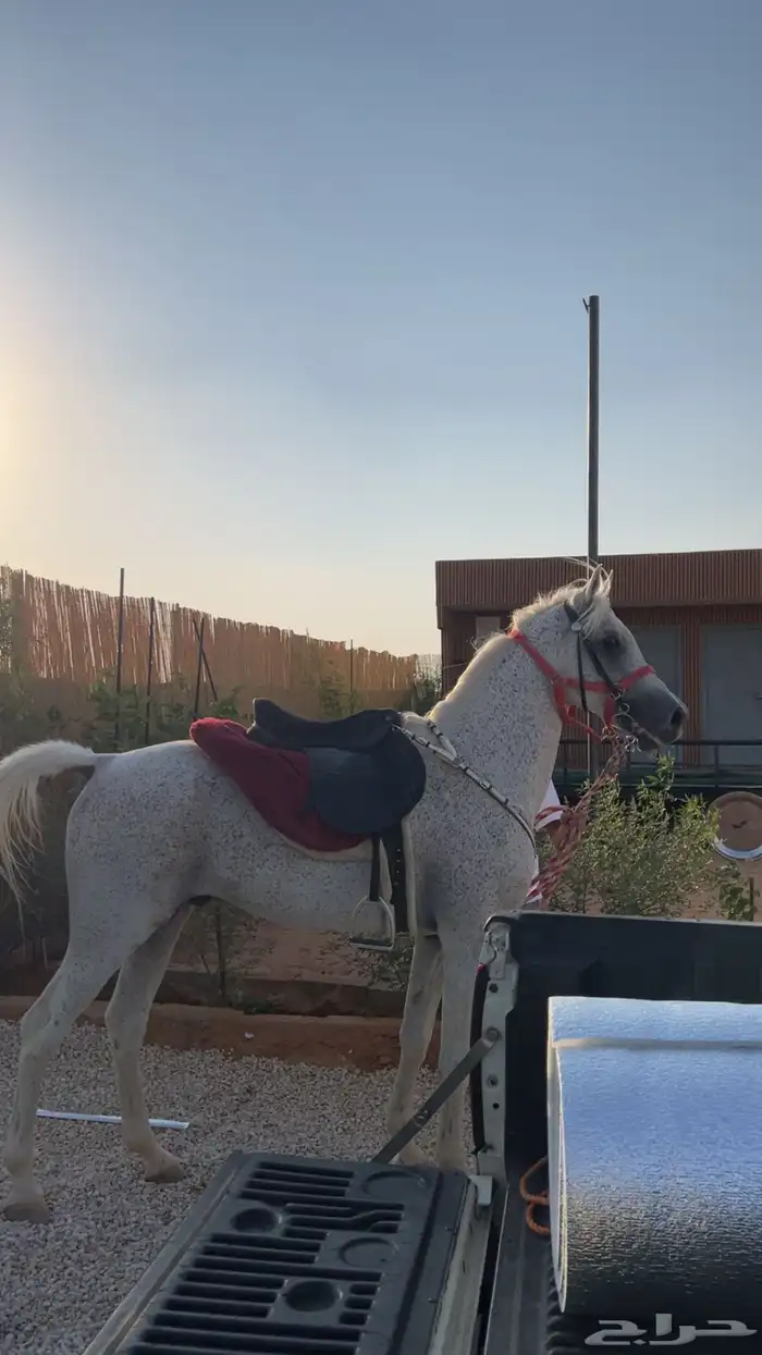 حصان واهو مصري 0