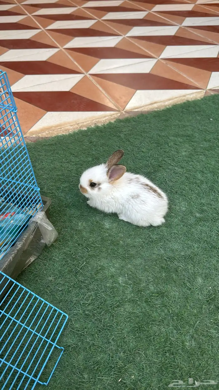 أرنب صغير الحجم للبيع 0