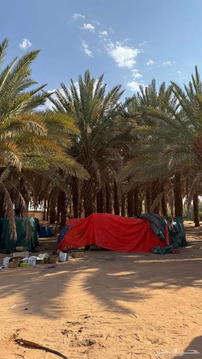 تمر برني عادي الحجر 3