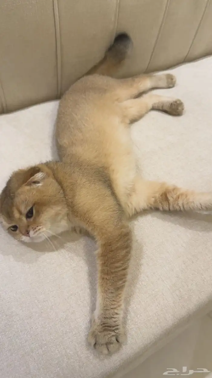 للبيع قط فولد سكوتش 1