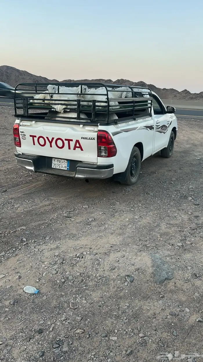 بيع شراء غنم طيور 0