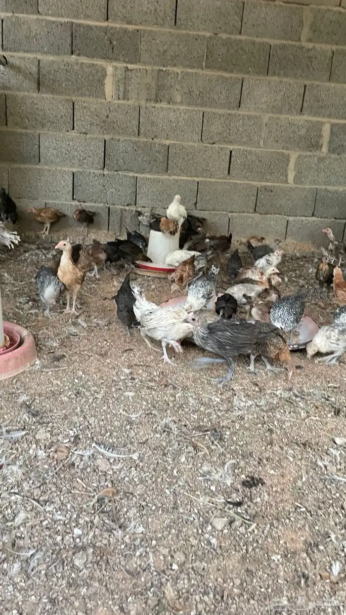 فروخ بلدي وفيومي عمر شهرين 5