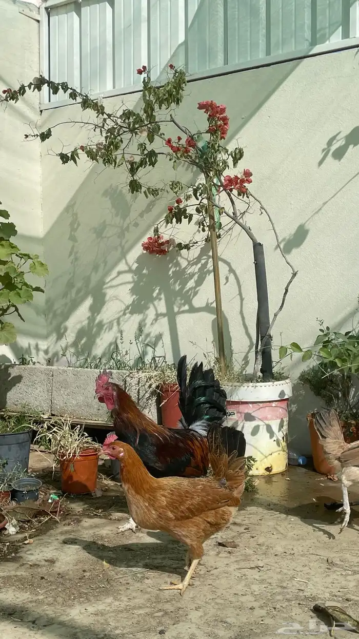 ديك بلدي شرط اذان وتلقيح (تم البيع) 3