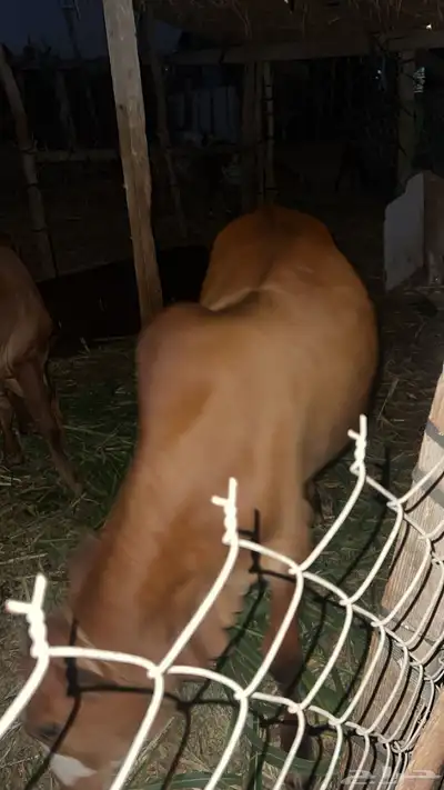 حسيل بلدي شرط عمره 9شهور لبن وقصب index