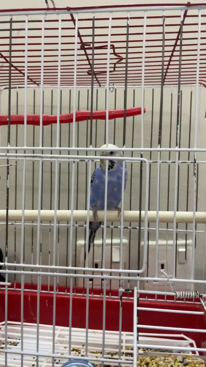 عصفور أليف جدا صوته جميل 1