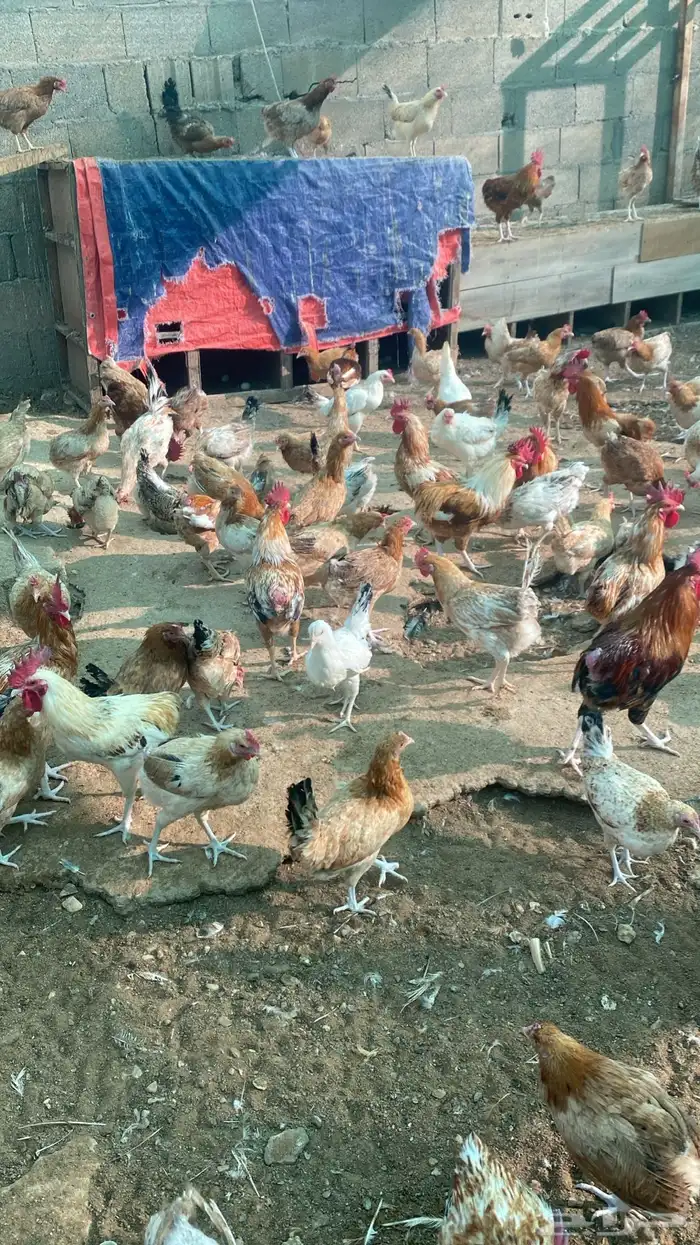 chickens 1500 pieces 8